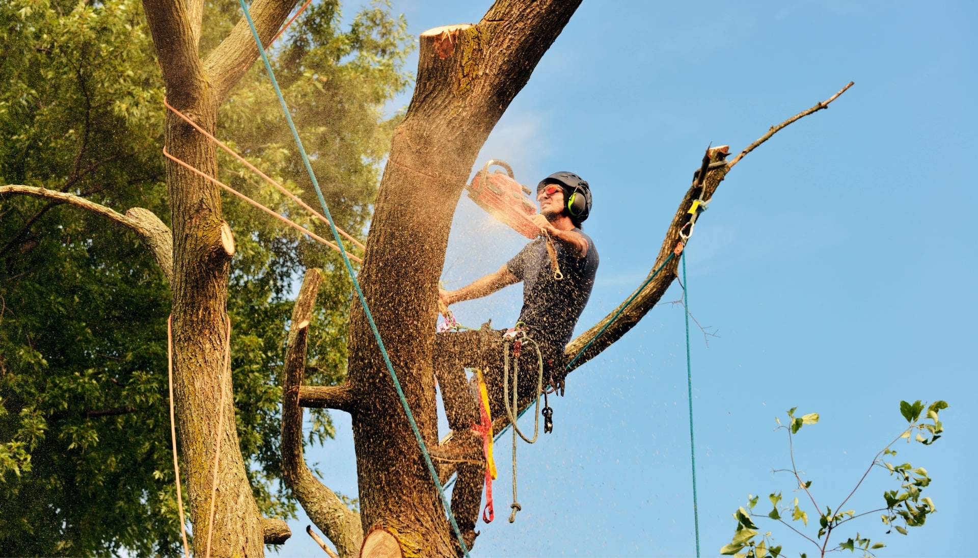 Get rid of tree problems with the expert tree removal contractors in Myrtle Beach